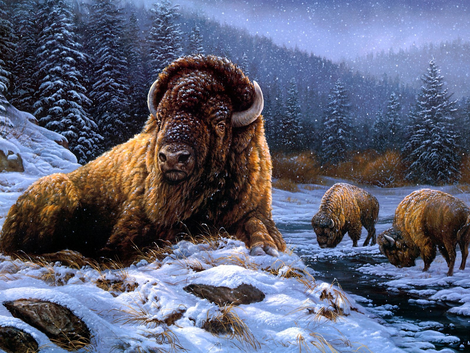 Обои снег, зима, бизоны, бизон, snow, winter, buffalo разрешение 3003x2036 Загрузить