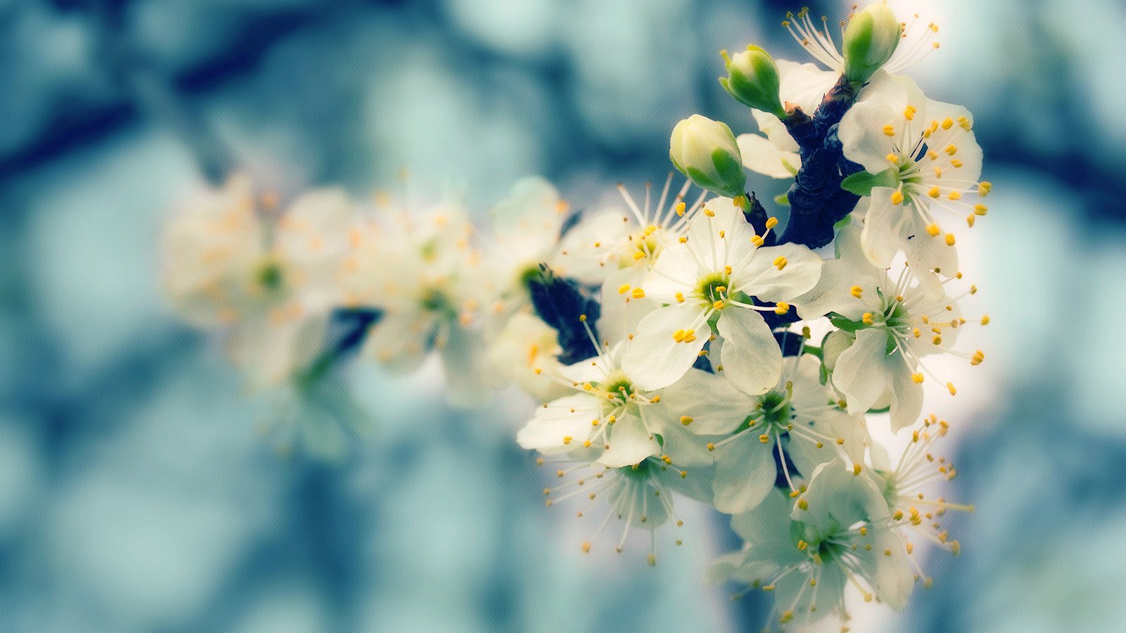 Обои природа, дерево, цветение, размытость, весна, nature, tree, flowering, blur, spring разрешение 1920x1200 Загрузить