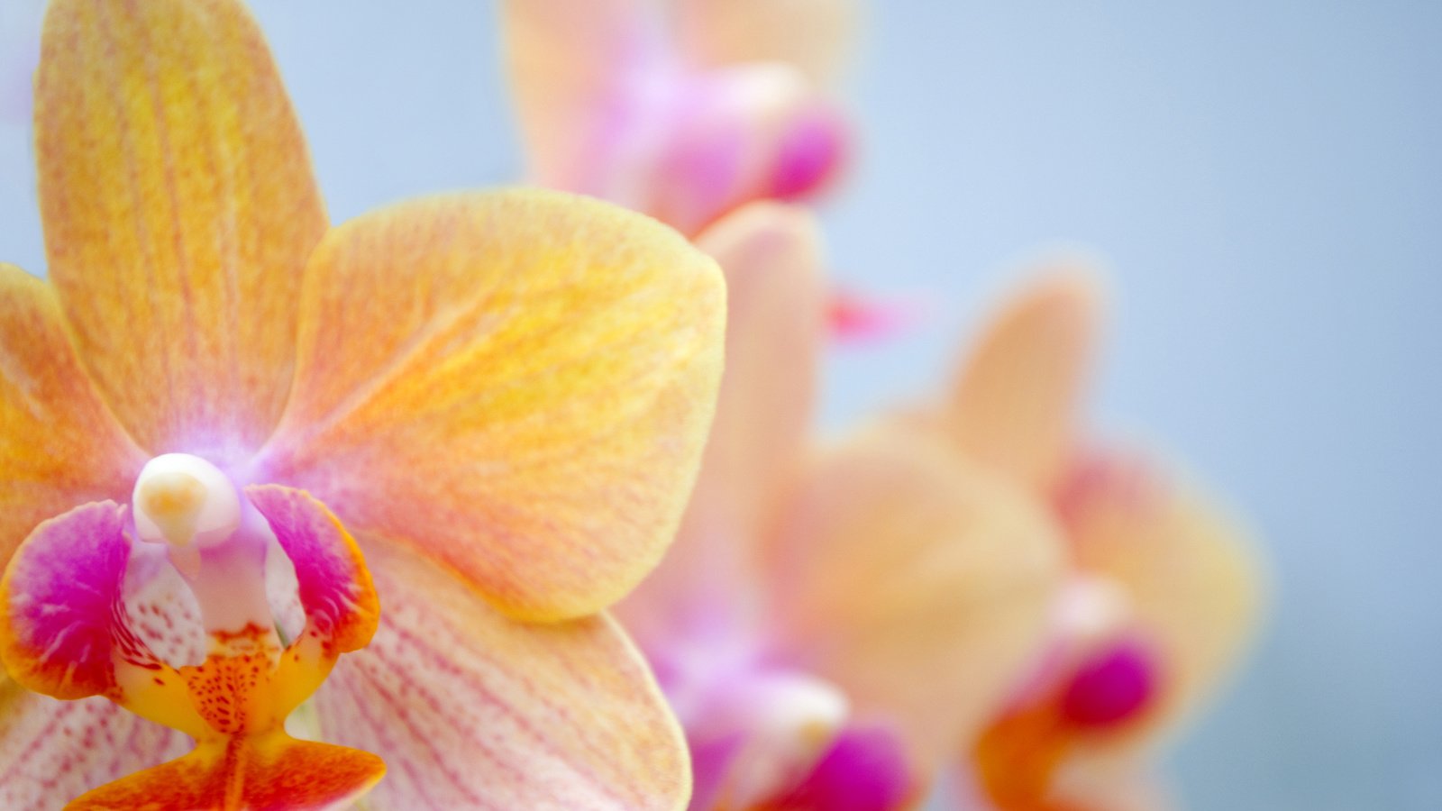 Обои цветок, орхидея, орхидею, flower, orchid разрешение 3043x2036 Загрузить