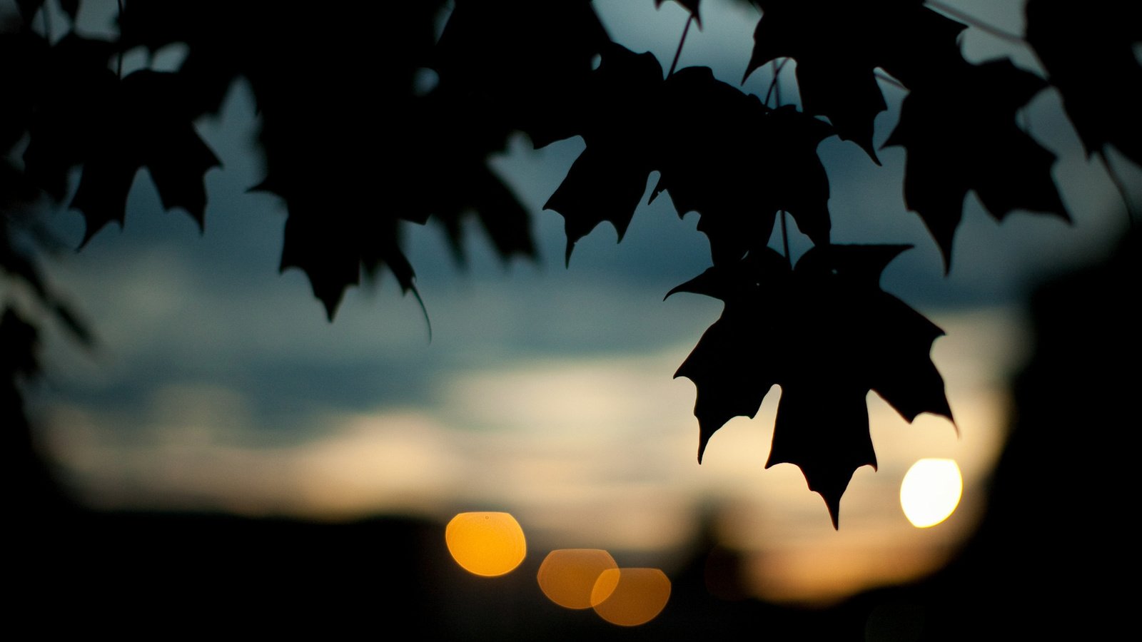 Обои листья, осень, темный фон, кленовый лист, leaves, autumn, the dark background, maple leaf разрешение 1920x1200 Загрузить