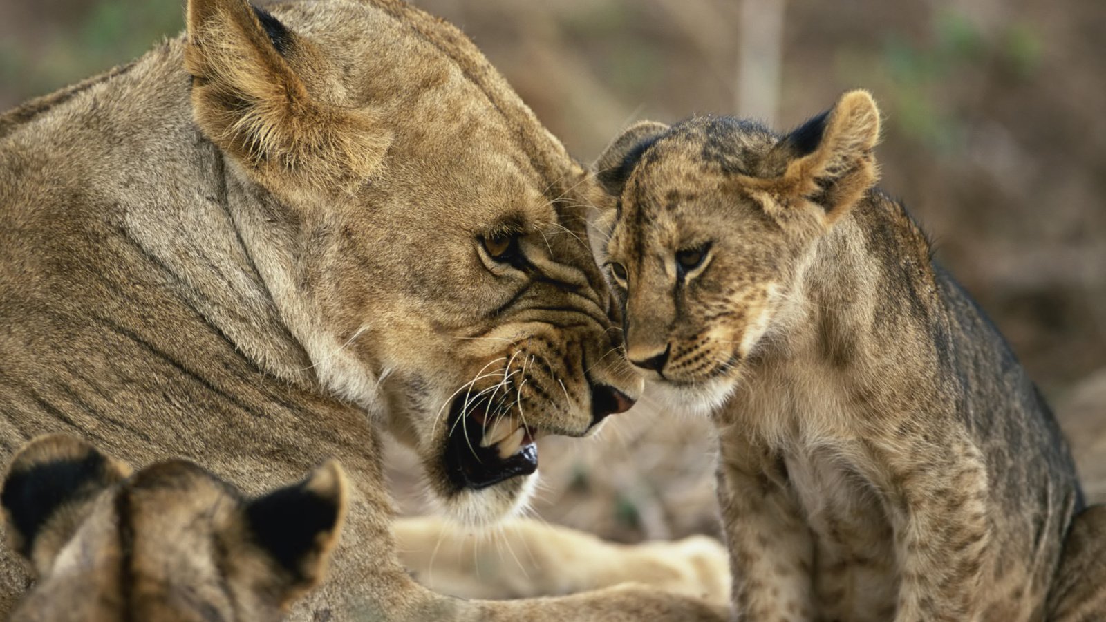 Обои животные, львица, львёнок, animals, lioness, lion разрешение 2560x1600 Загрузить