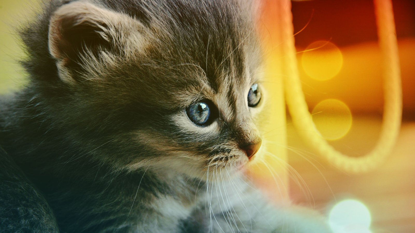 Обои глаза, кот, котенок, голубые, eyes, cat, kitty, blue разрешение 2286x1520 Загрузить