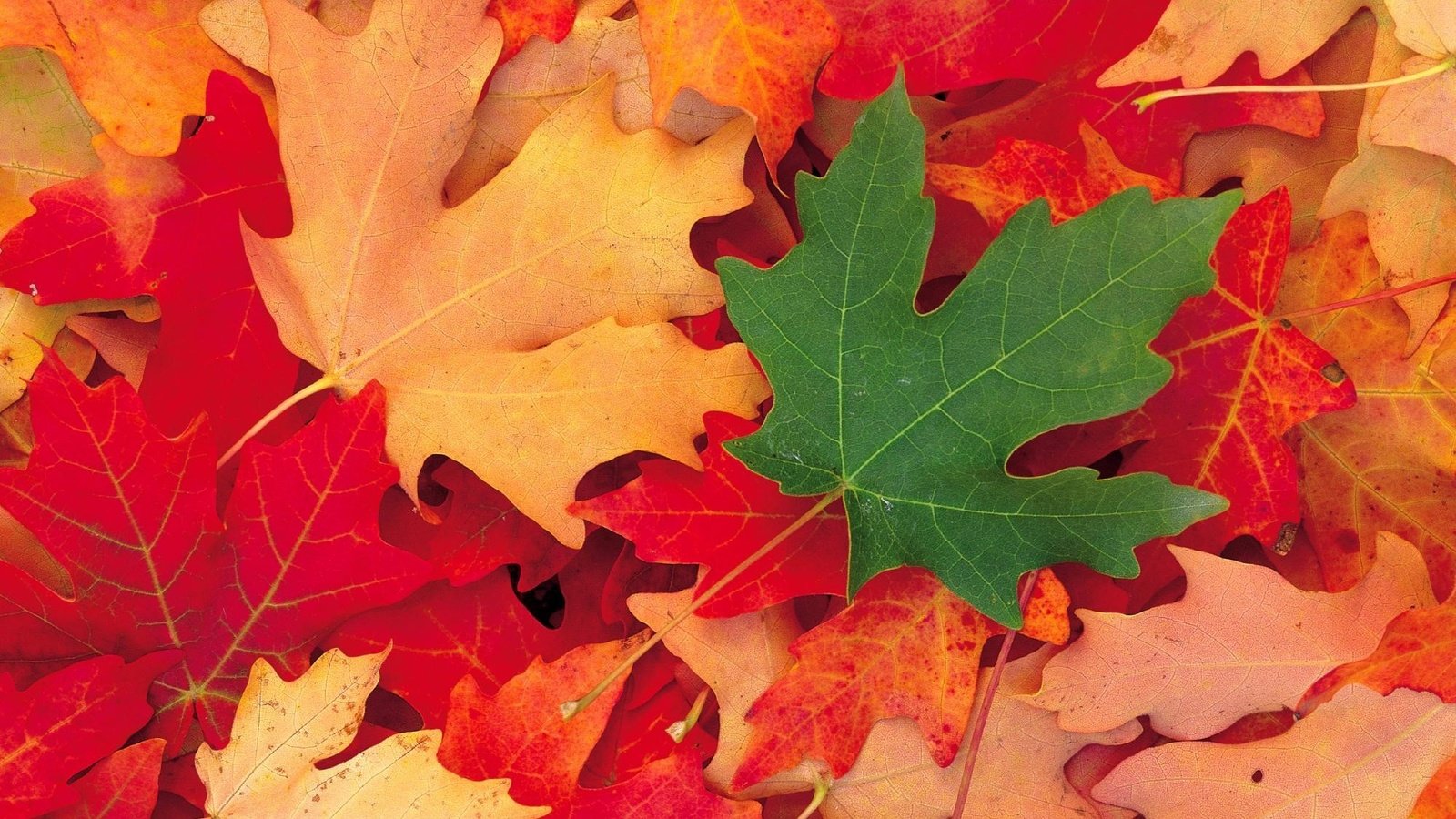 Обои листья, осень, клен, кленовый лист, зеленый лист, осенние листья, leaves, autumn, maple, maple leaf, green leaf, autumn leaves разрешение 1999x1333 Загрузить