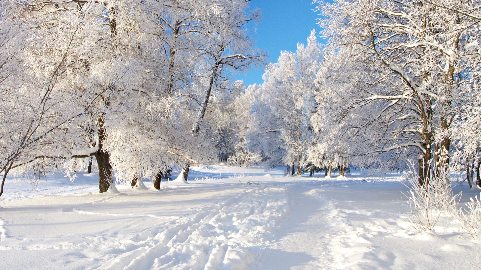 Обои деревья, снег, дорожка, trees, snow, track разрешение 2560x1600 Загрузить