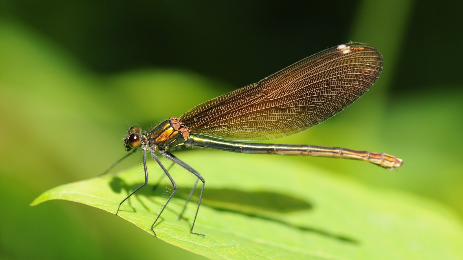 Обои зелёный, лист, насекомые, стрекоза, green, sheet, insects, dragonfly разрешение 4288x2848 Загрузить