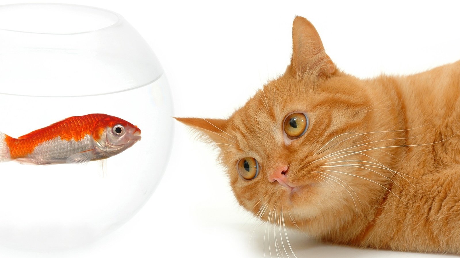 Обои кот, мордочка, кошка, взгляд, белый фон, рыжий, аквариум, рыбка, cat, muzzle, look, white background, red, aquarium, fish разрешение 3200x1200 Загрузить