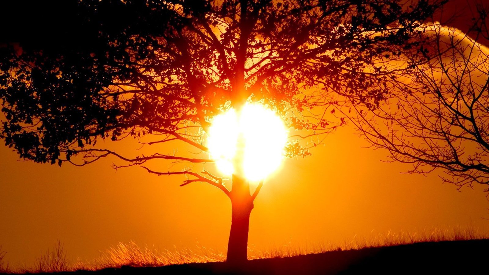 Обои солнце, дерево, закат, тень, the sun, tree, sunset, shadow разрешение 1920x1200 Загрузить