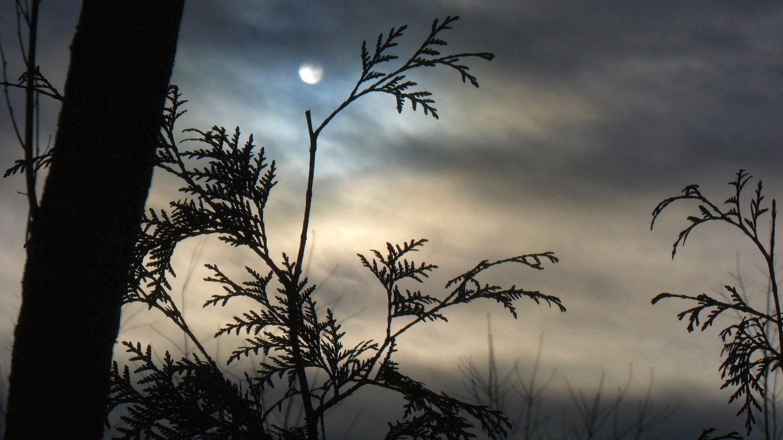 Обои облака, туман, ветки, луна, clouds, fog, branches, the moon разрешение 1920x1440 Загрузить