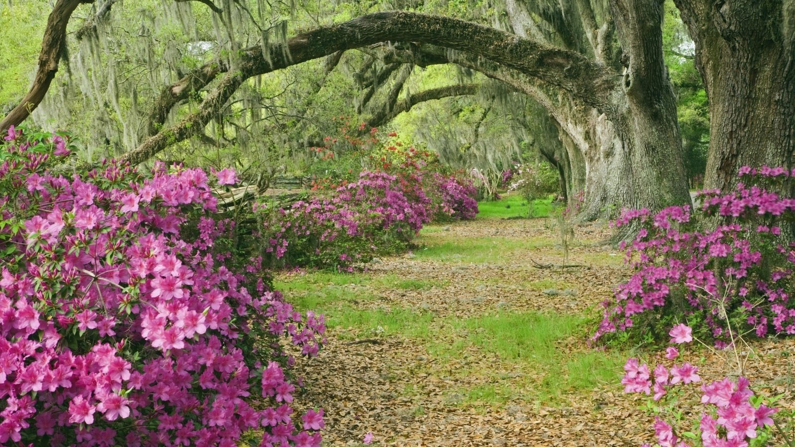 Обои деревья, аллея, азалии, южная каролина, trees, alley, azaleas, south carolina разрешение 2000x1333 Загрузить