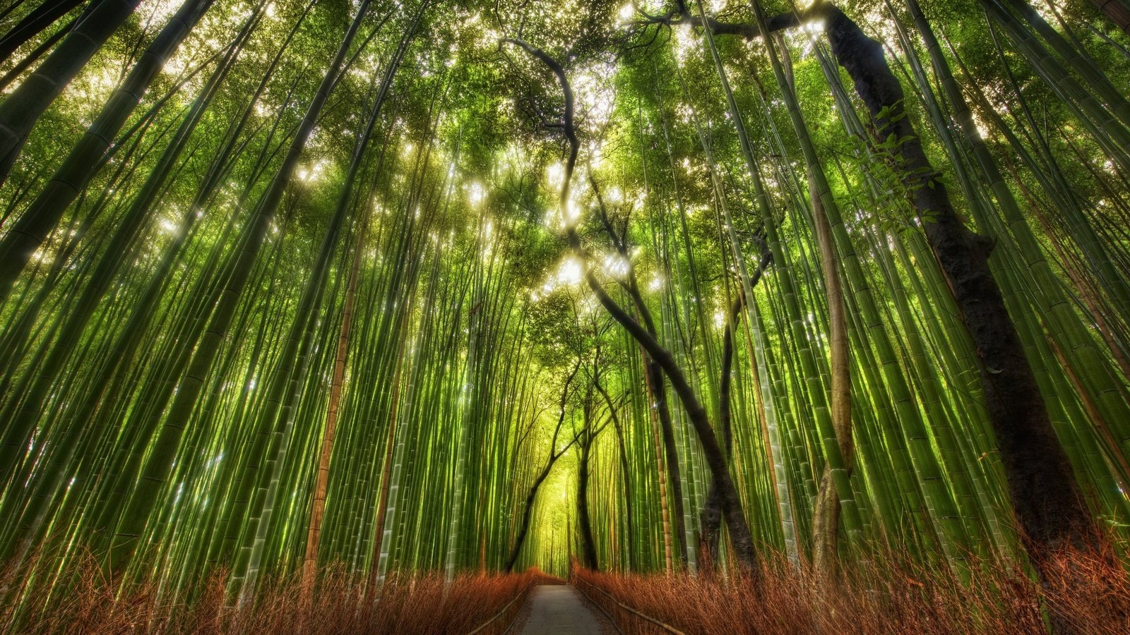 Обои тропинка, бамбук, китай, роща, path, bamboo, china, grove разрешение 2560x1600 Загрузить