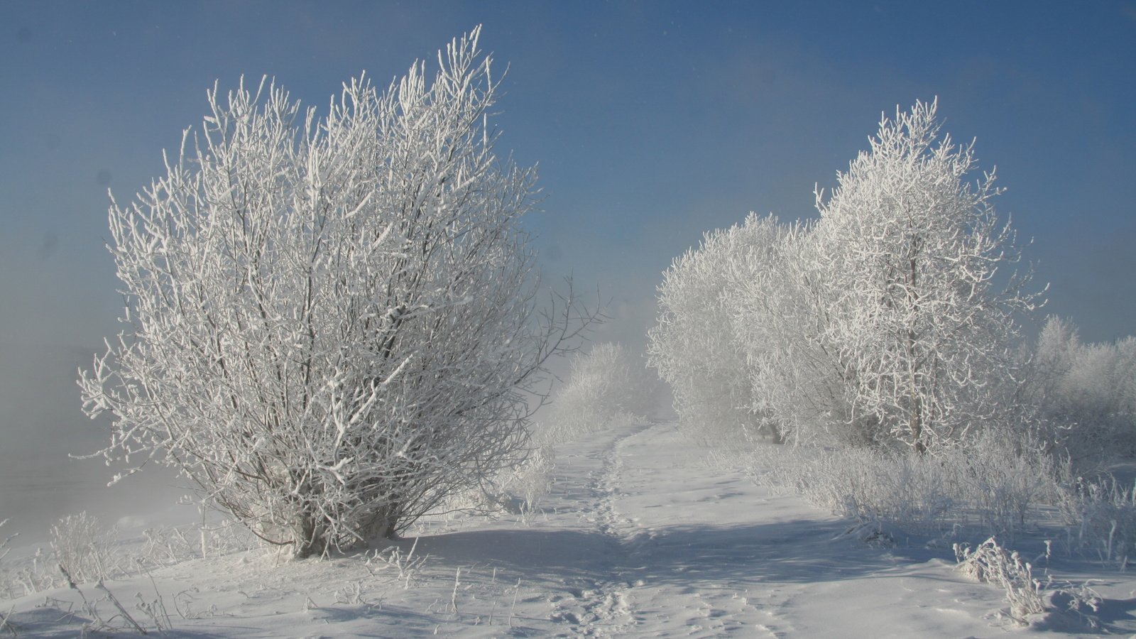 Обои деревья, снег, природа, зима, trees, snow, nature, winter разрешение 3456x2304 Загрузить