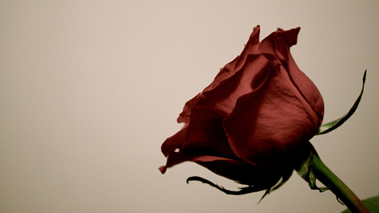 Обои роза, лепестки, стебель, rose, petals, stem разрешение 1920x1200 Загрузить