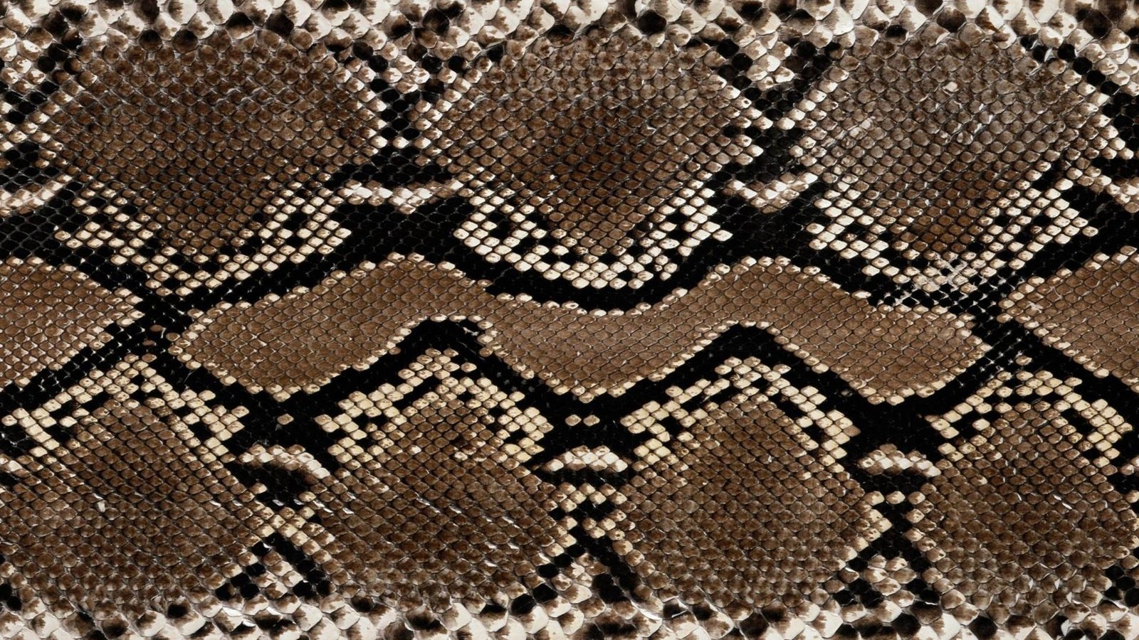 Обои фон, змея, питон, змеиная кожа, background, snake, python, snakeskin разрешение 1920x1200 Загрузить