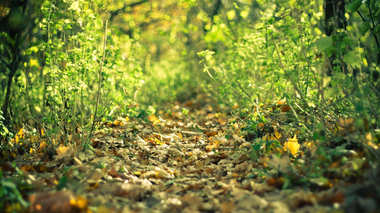 Обои лес, листья, осень, тропа, forest, leaves, autumn, trail разрешение 3888x2592 Загрузить