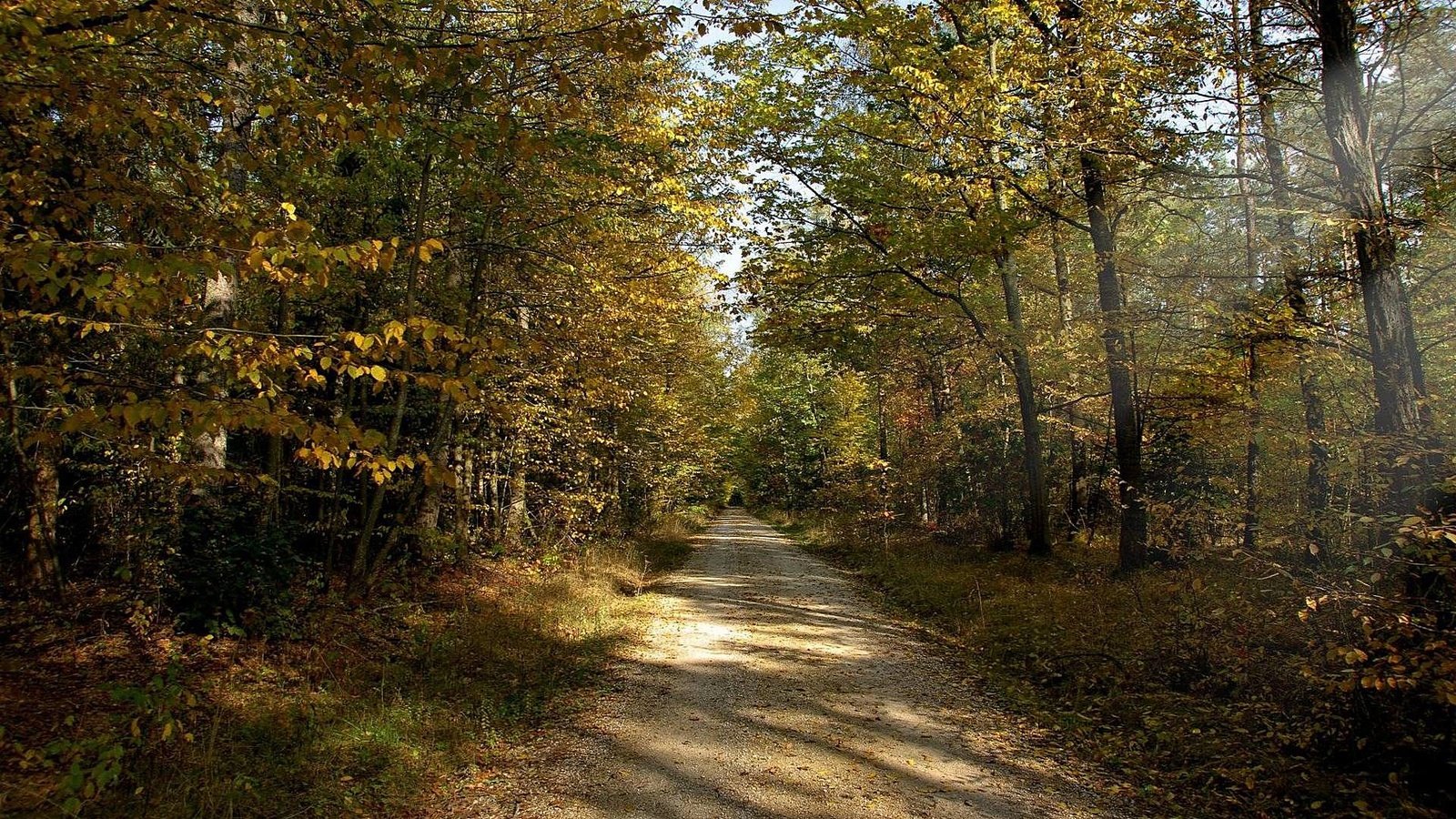 Обои дорога, солнце, лес, лучи, осень, грунтовая, road, the sun, forest, rays, autumn разрешение 1920x1080 Загрузить