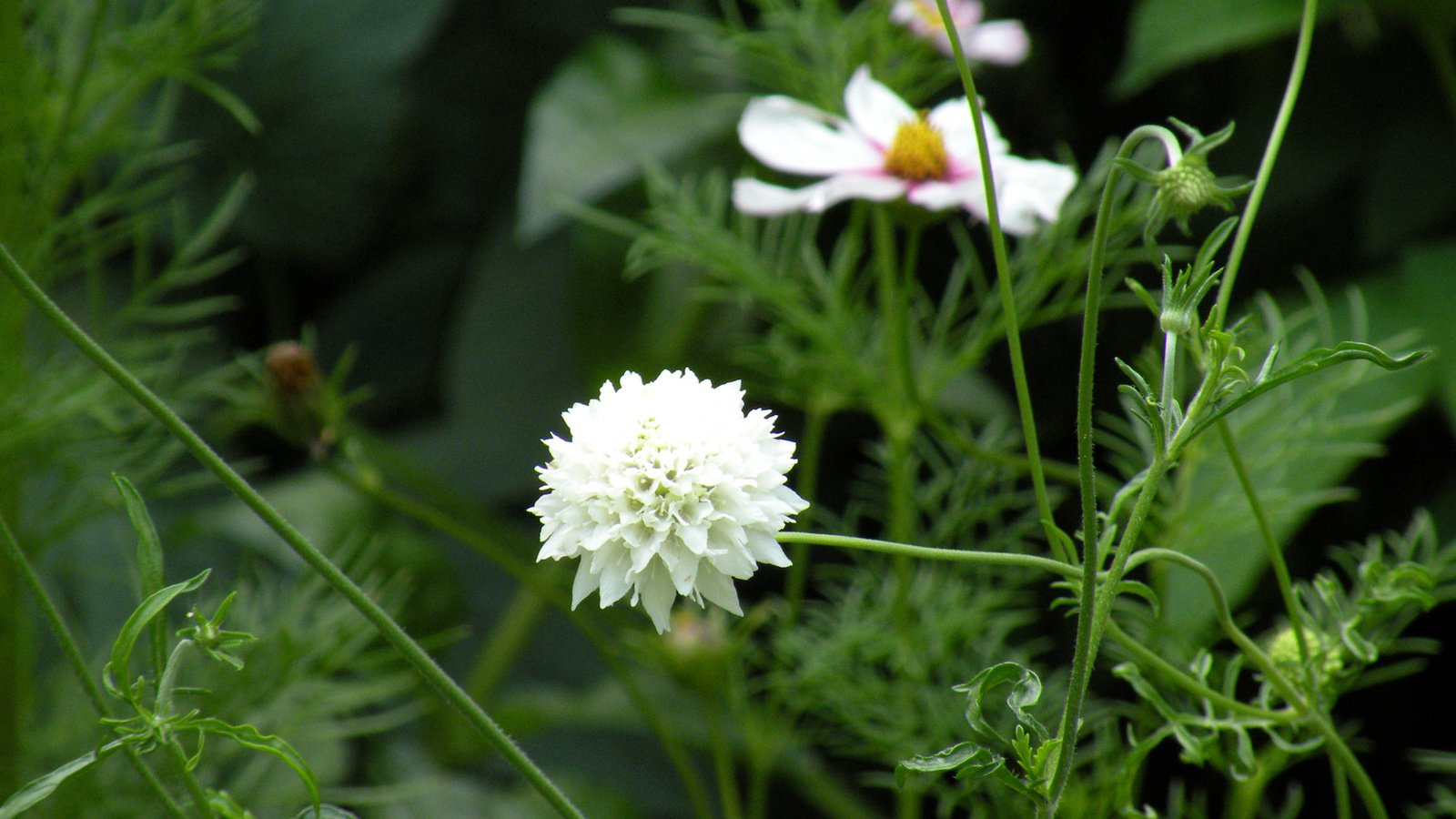 Обои цветы, листья, лепестки, белые, стебли, скабиоза, flowers, leaves, petals, white, stems, scabious разрешение 1920x1200 Загрузить