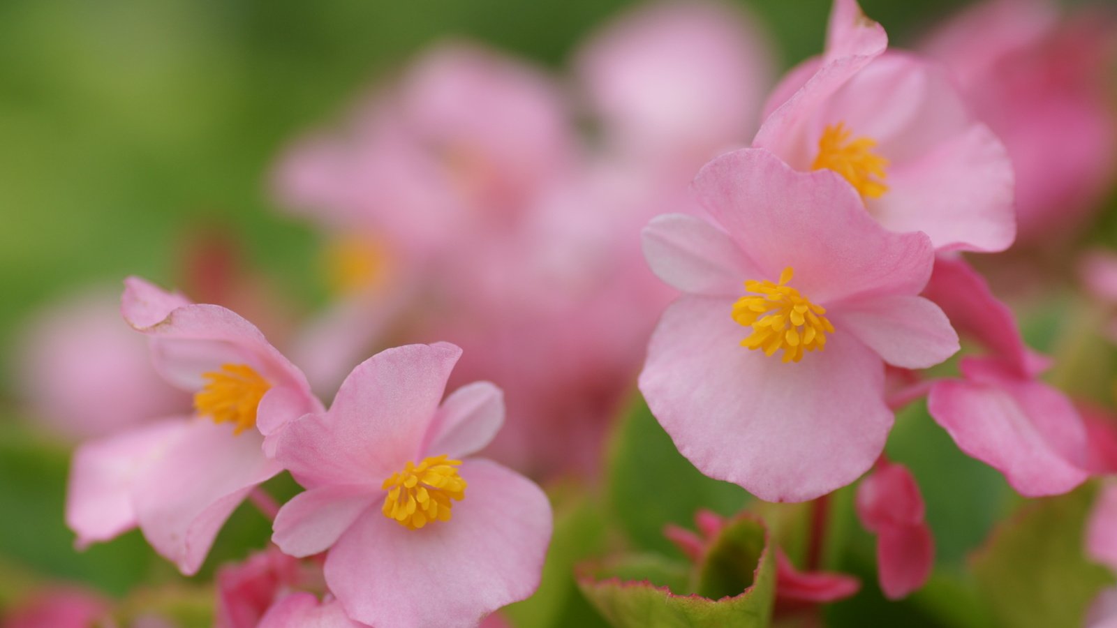 Обои цветы, розовые, бегония, flowers, pink, begonia разрешение 1920x1200 Загрузить