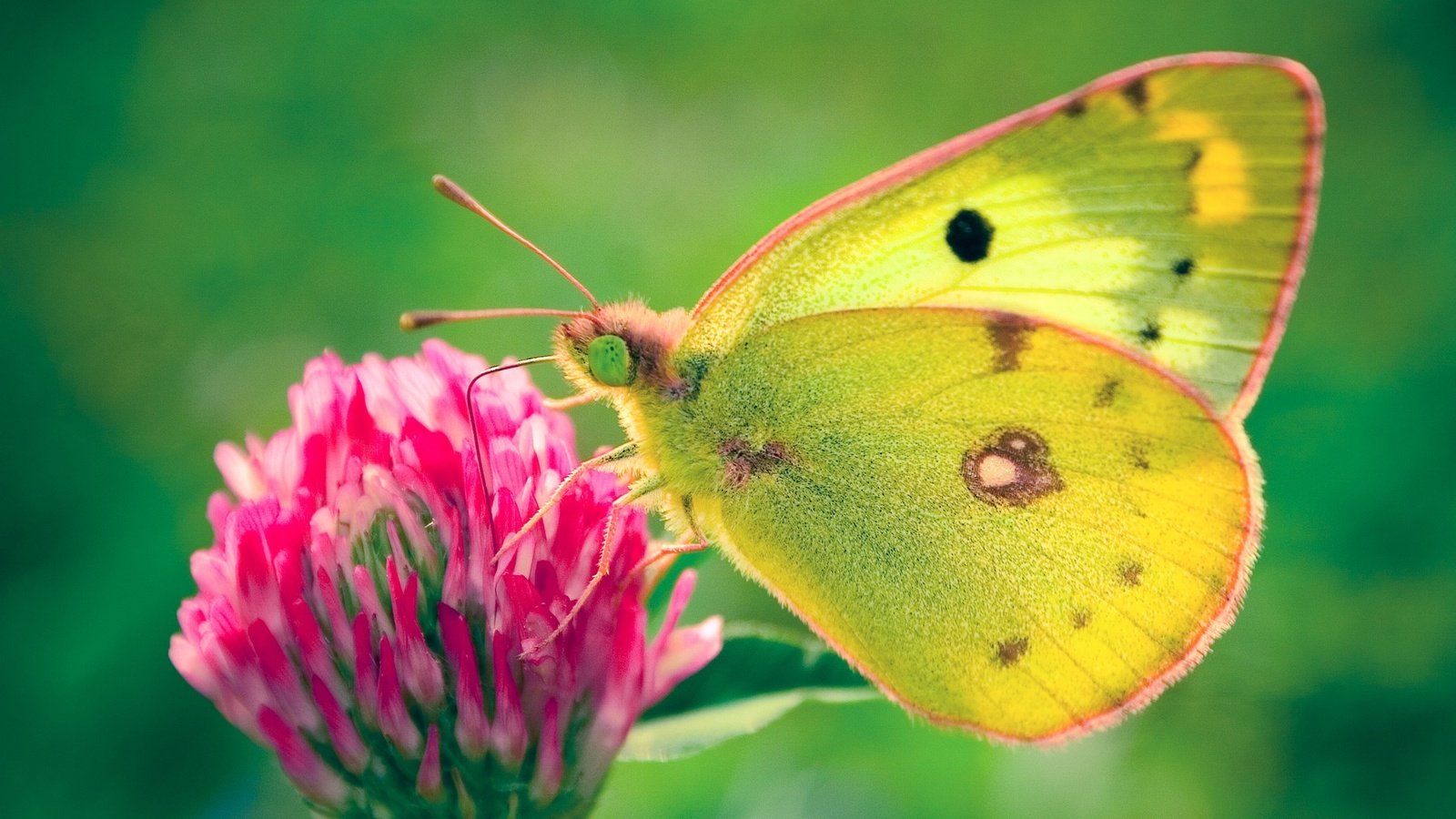 Обои клевер, цветок, бабочка, желтушка луговая, clover, flower, butterfly, european swallowtail разрешение 1920x1200 Загрузить