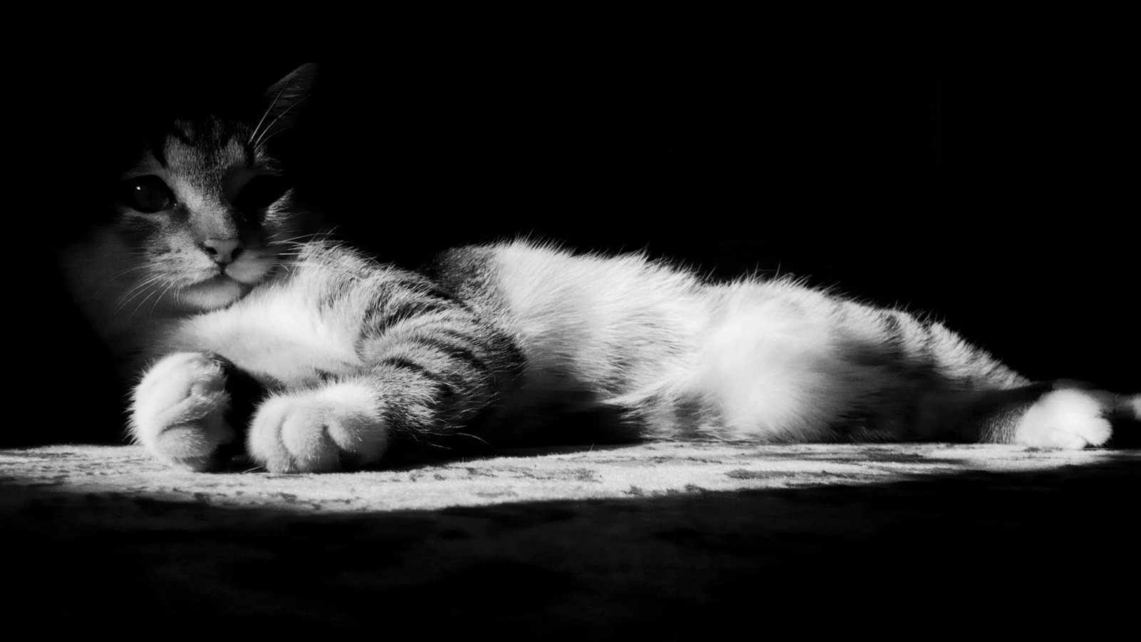 Обои кот, мордочка, кошка, взгляд, чёрно-белое, cat, muzzle, look, black and white разрешение 1920x1200 Загрузить