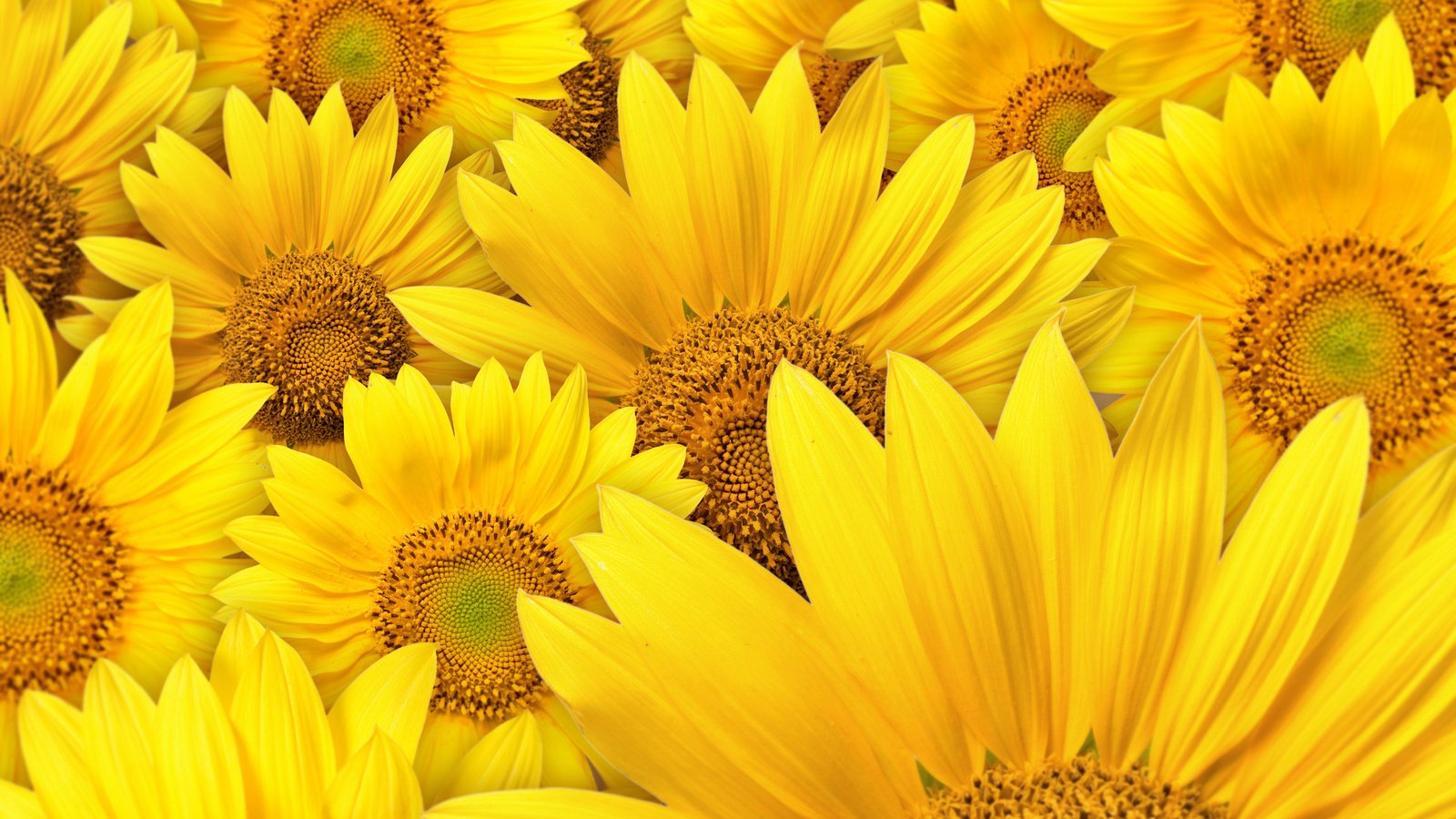 Обои цветы, подсолнухи, макро фотографии, flowers, sunflowers, macro photography разрешение 2560x1600 Загрузить
