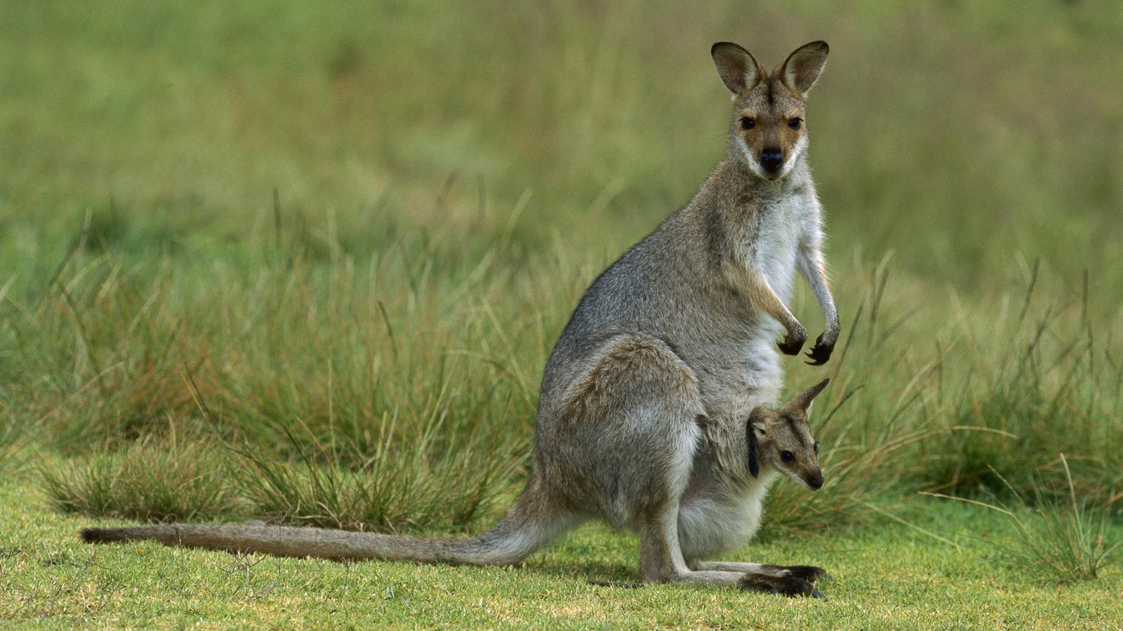 Обои кенгуру, детеныш, kangaroo, cub разрешение 1920x1200 Загрузить