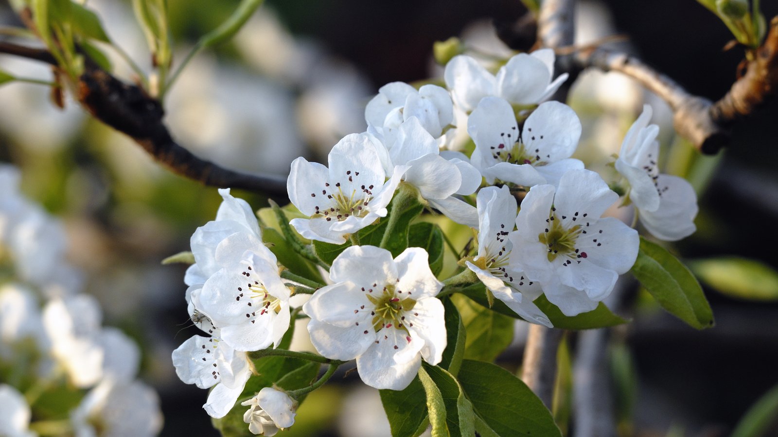 Обои цветение, весна, яблоня, flowering, spring, apple разрешение 3872x2592 Загрузить