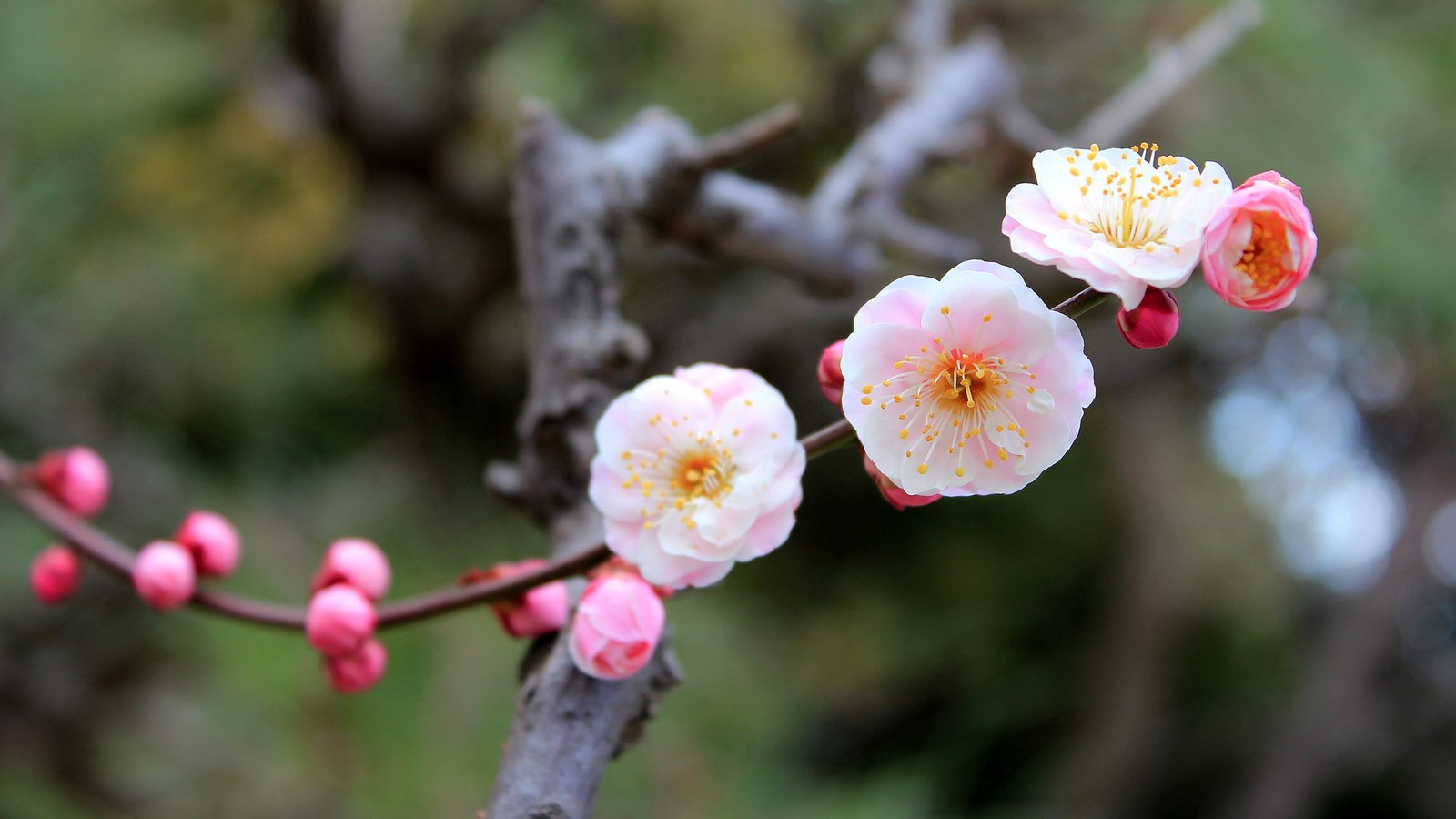 Обои умэ, символ наступающей весны японии, ume, the symbol of the coming spring japan разрешение 1920x1080 Загрузить