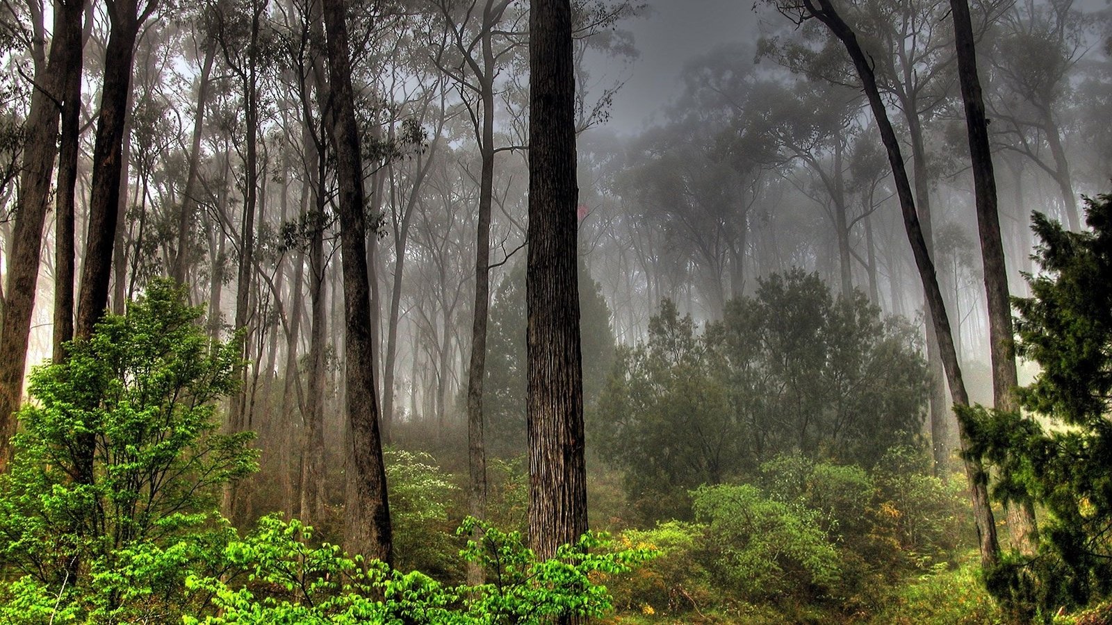 Обои лес, туман, заросли, forest, fog, thickets разрешение 1920x1200 Загрузить