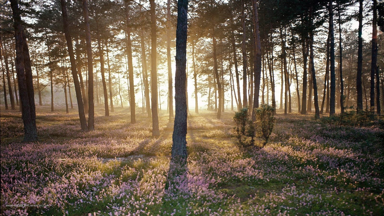 Обои лес, пейзаж, солнечный свет, forest, landscape, sunlight разрешение 1920x1080 Загрузить