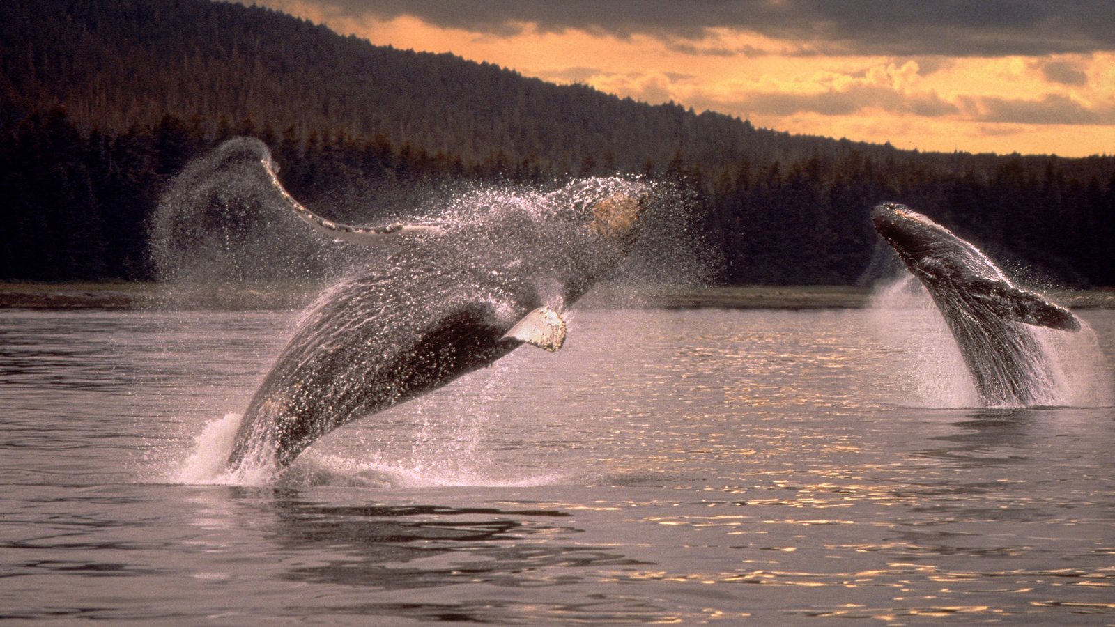 Обои море, прыжок, кит, горбатый кит, sea, jump, kit, humpback whale разрешение 1920x1080 Загрузить