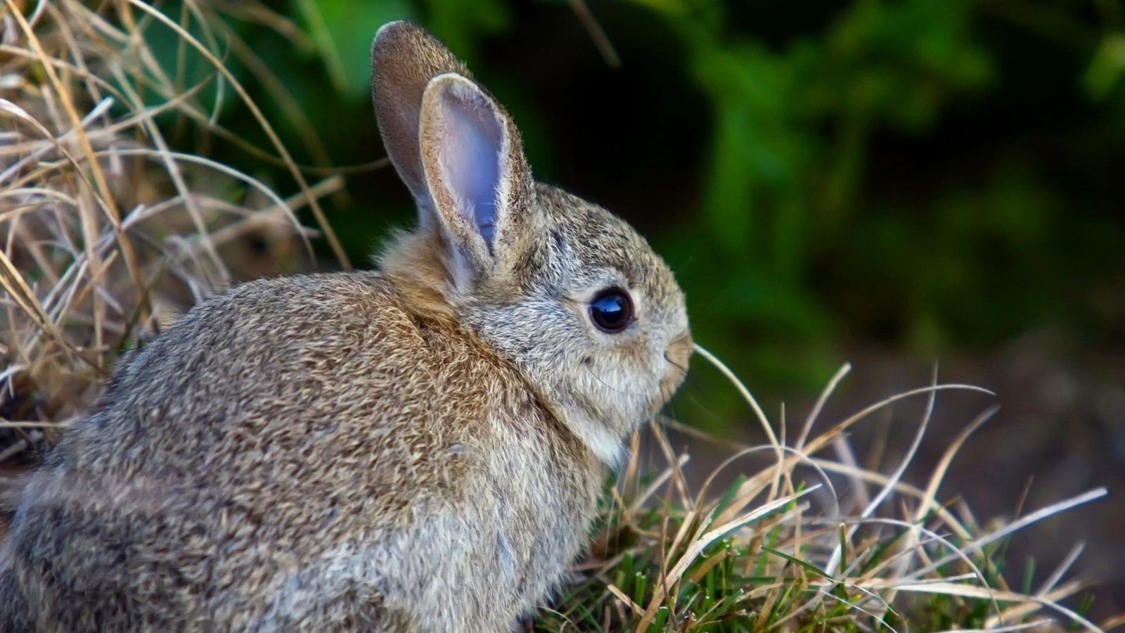 Обои трава, заяц, зайчик, зайчонок, grass, hare, bunny разрешение 1920x1200 Загрузить