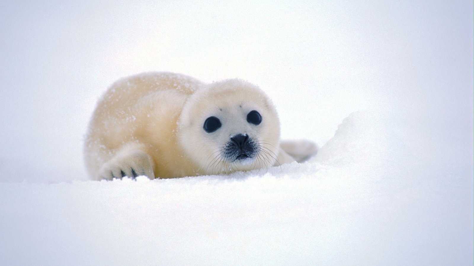 Обои снег, мордочка, взгляд, тюлень, детеныш, морской котик, белёк, snow, muzzle, look, seal, cub, navy seal, belek разрешение 3072x2048 Загрузить