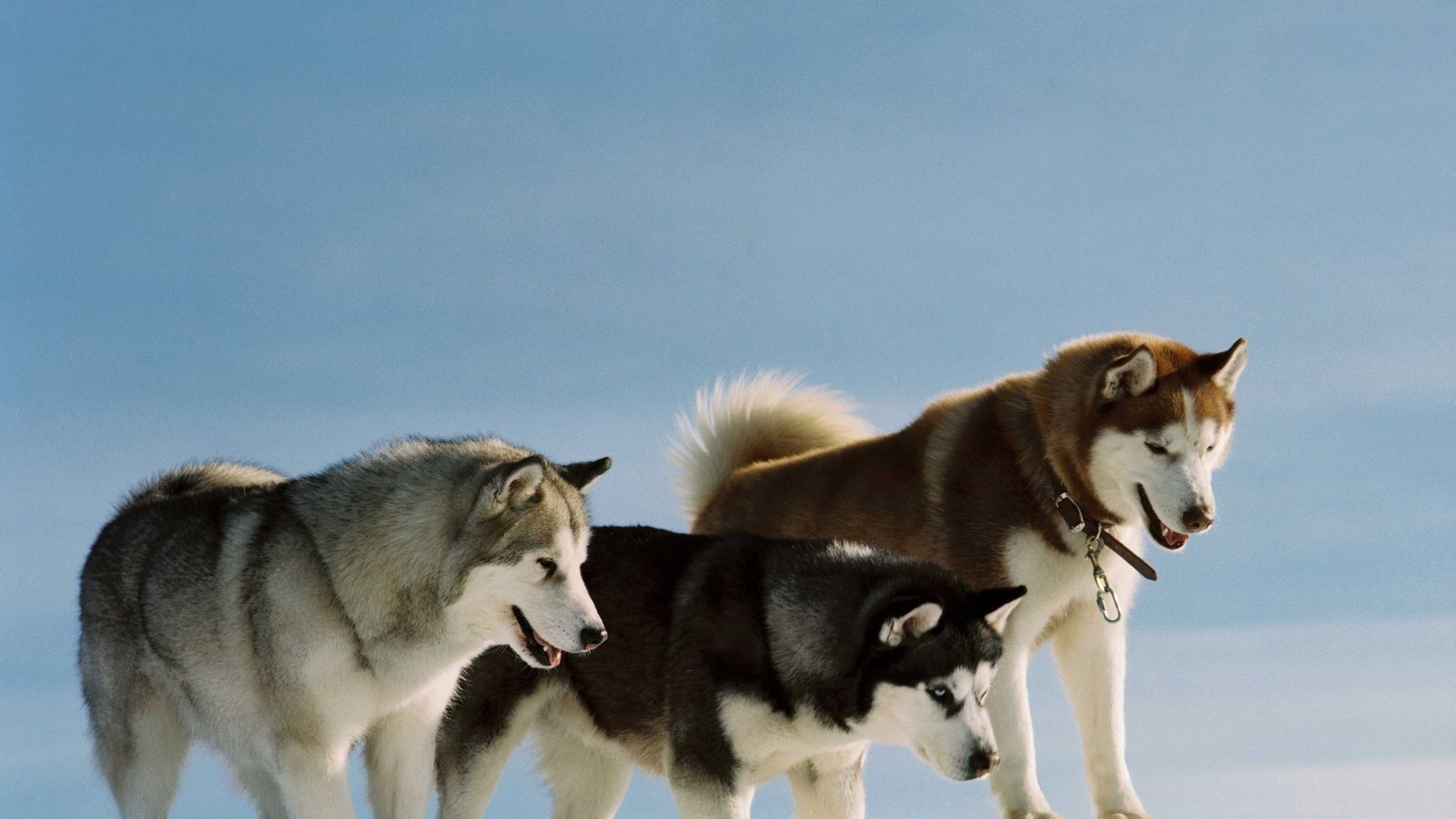 Обои снег, природа, хаски, собаки, snow, nature, husky, dogs разрешение 2560x1600 Загрузить