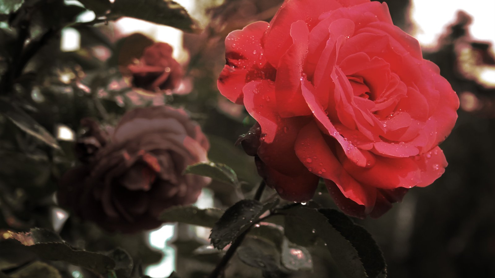 Обои цветы, макро, роза, лепестки, красная, makro, roza, krasnaya, flowers, macro, rose, petals, red разрешение 2560x1600 Загрузить