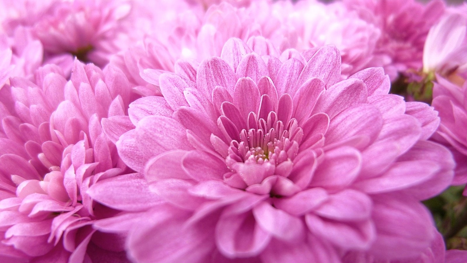 Обои цветы, макро, розовые, георгины, flowers, macro, pink, dahlias разрешение 1920x1080 Загрузить