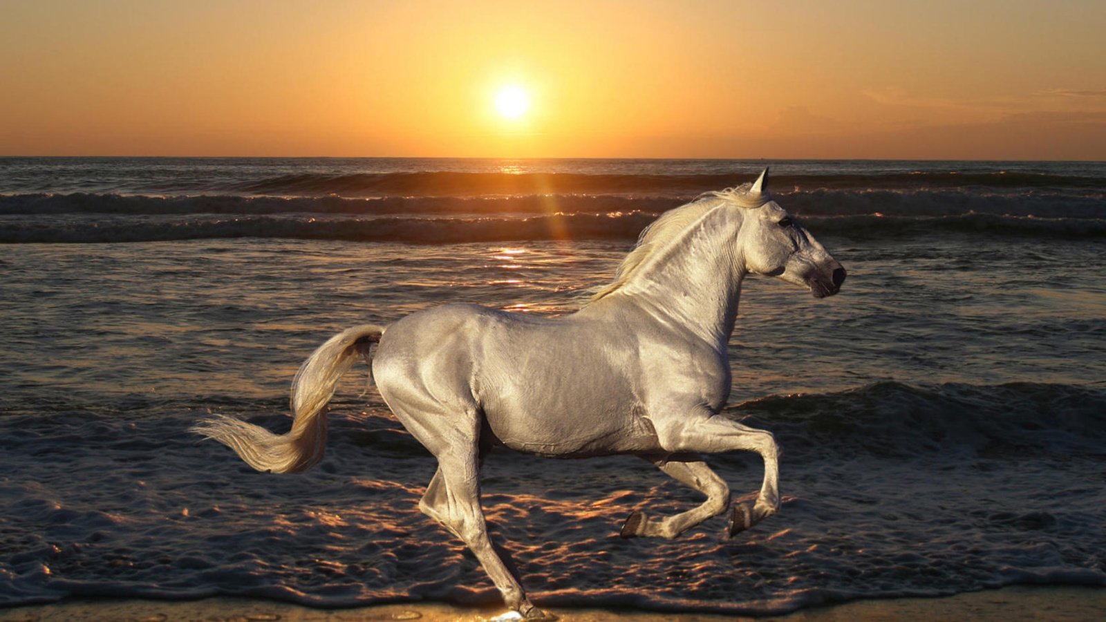 Обои лошадь, пляж, вода, рассвет, солнце, волна, океан, природа, конь, закат, скачет, море, жеребец, животные, песок, horse, beach, water, dawn, wave, the sun, the ocean, nature, sunset, jump, sea, stallion, animals, sand разрешение 1920x1080 Загрузить