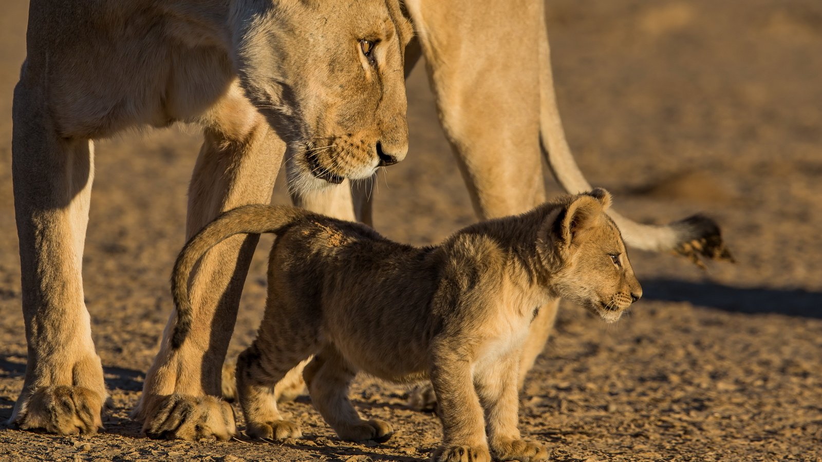 Обои природа, животные, львы, львица, львёнок, nature, animals, lions, lioness, lion разрешение 2560x1600 Загрузить