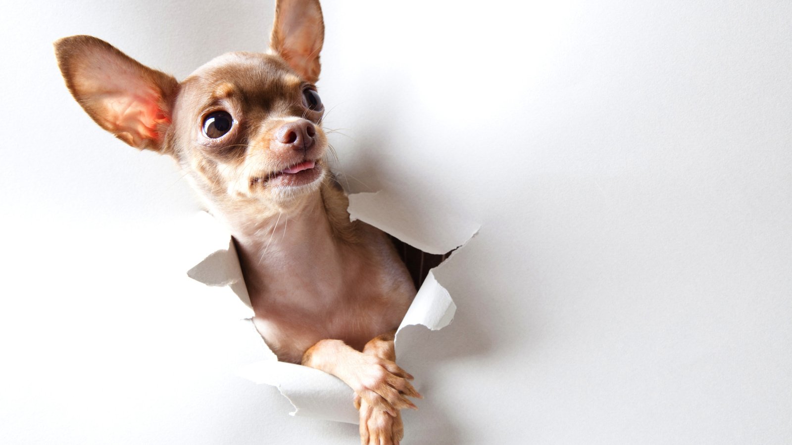 Обои взгляд, бумага, собака, удивление, той-терьер, look, paper, dog, surprise, toy terrier разрешение 2560x1600 Загрузить