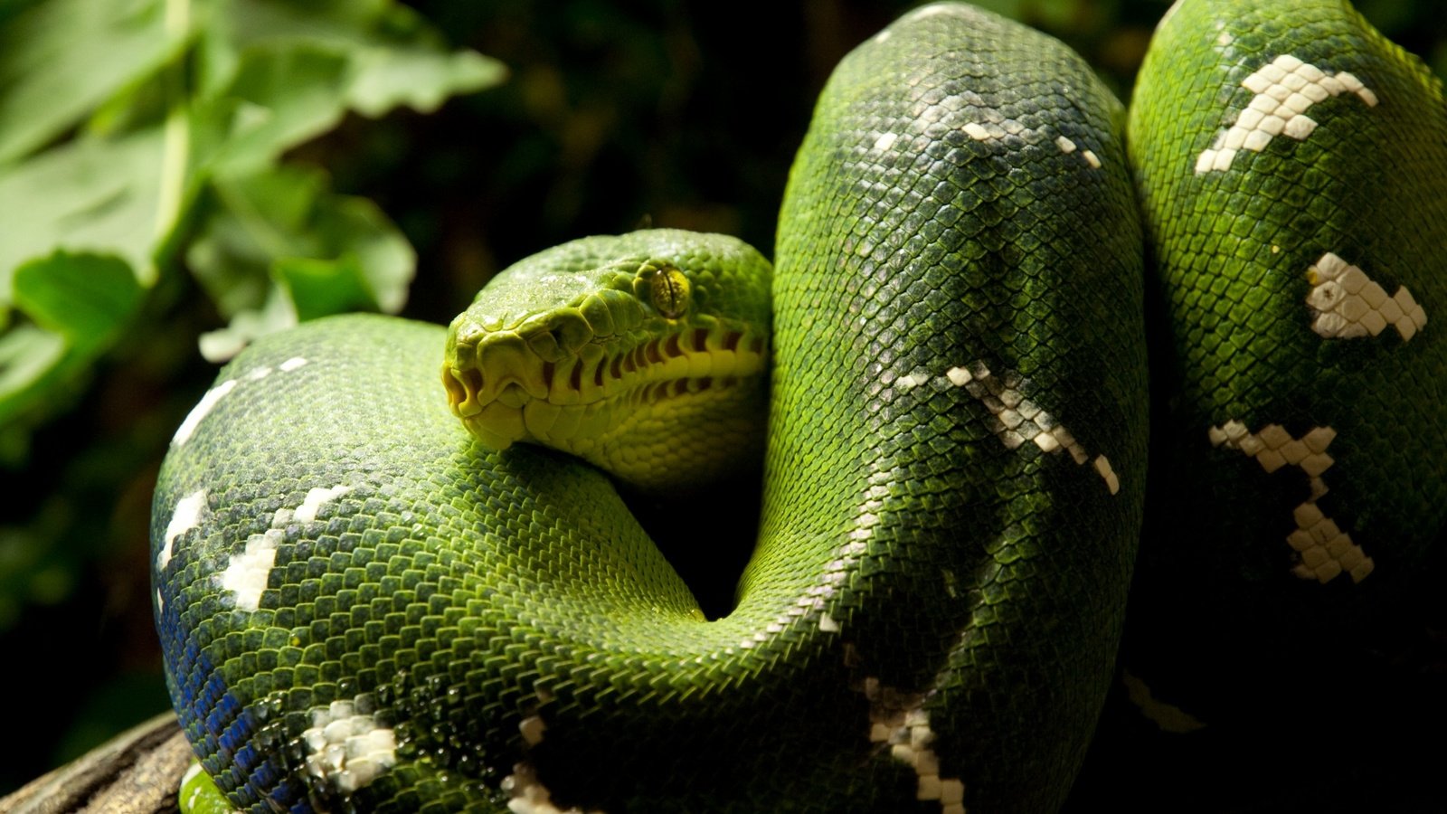 Обои змея, зеленая, кольца, питон, рептилия, пресмыкающиеся, snake, green, ring, python, reptile, reptiles разрешение 2560x1600 Загрузить
