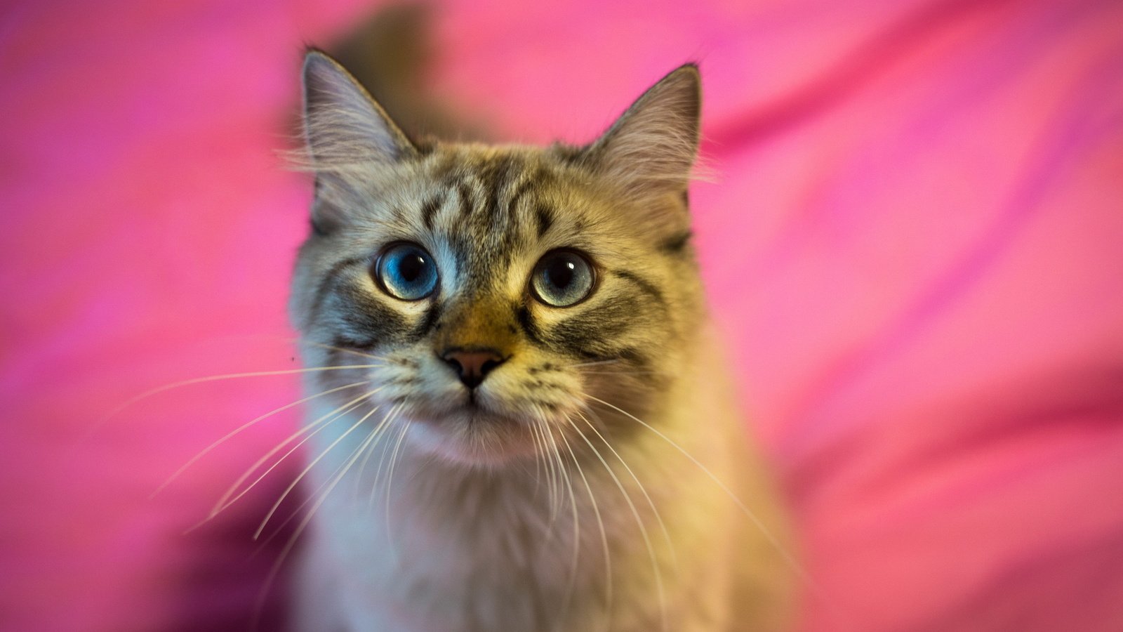 Обои фон, кот, кошка, взгляд, полосатый, пушистая, background, cat, look, striped, fluffy разрешение 1920x1200 Загрузить