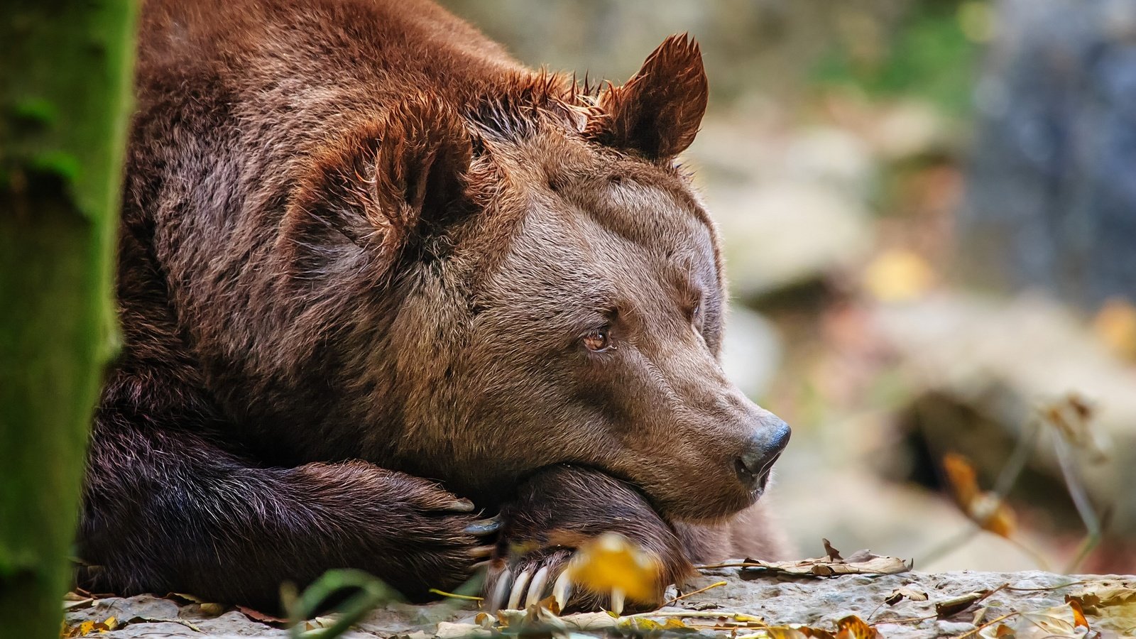 Обои лес, медведь, лежит, отдых, forest, bear, lies, stay разрешение 2048x1365 Загрузить