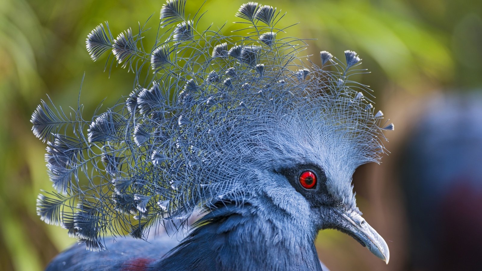 Обои птицы, птица, клюв, перья, голубь, victoria crowned pigeon, венценосный, веероносный, веероносный венценосный голубь, birds, bird, beak, feathers, dove, crowned, aeronomy разрешение 2700x1801 Загрузить