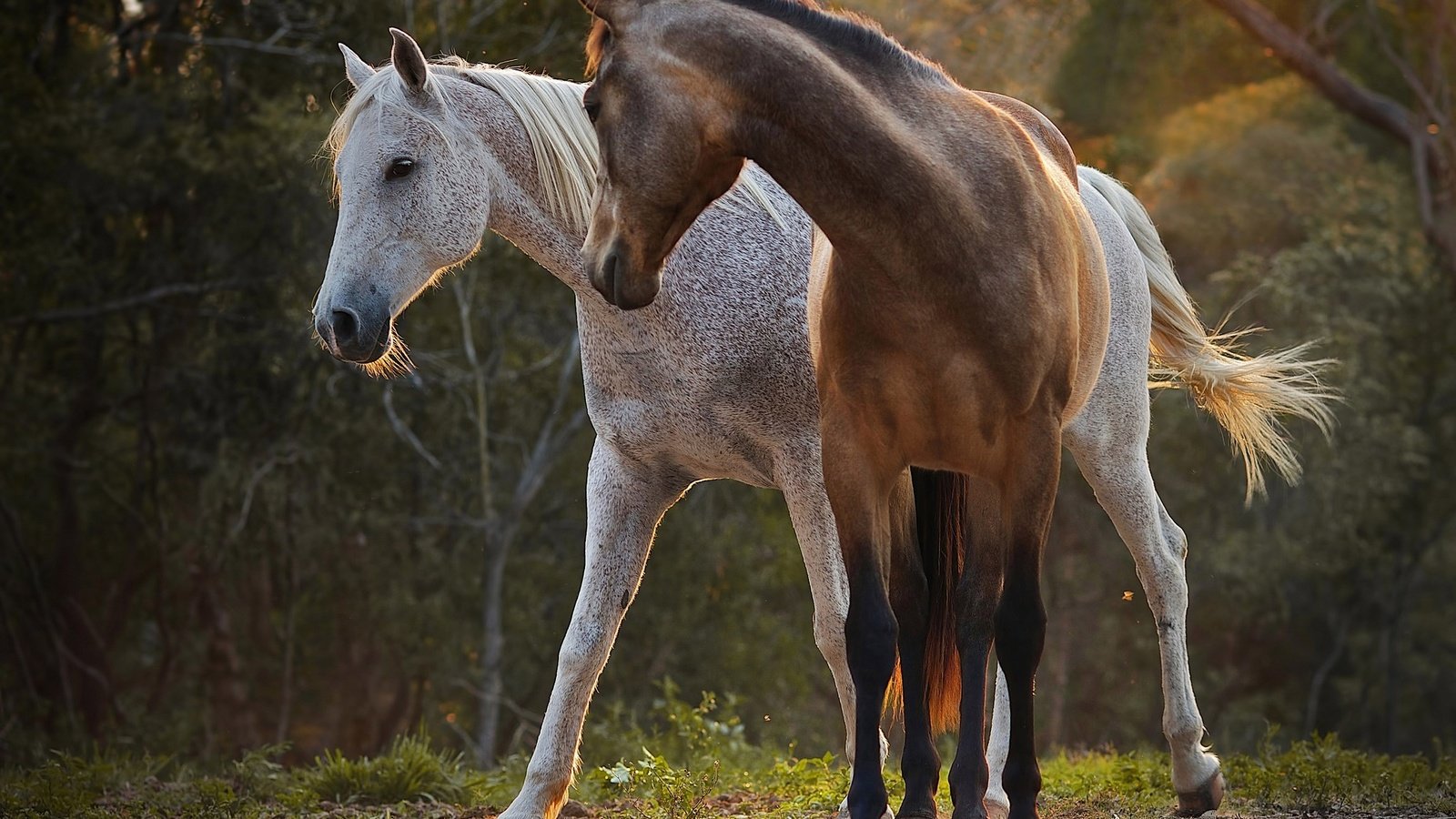 Обои природа, лучи, пара, лошади, окрас, nature, rays, pair, horse, color разрешение 2048x1369 Загрузить