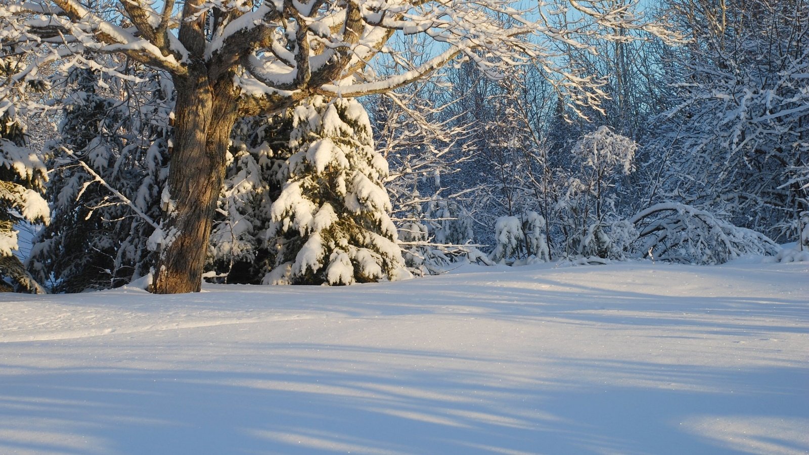 Обои деревья, снег, лес, зима, канада, trees, snow, forest, winter, canada разрешение 2560x1719 Загрузить