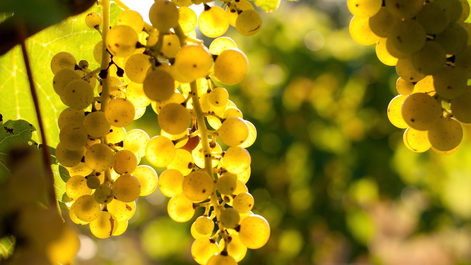 Обои свет, виноград, ягоды, гроздья, лоза, light, grapes, berries, bunches, vine разрешение 2048x1365 Загрузить