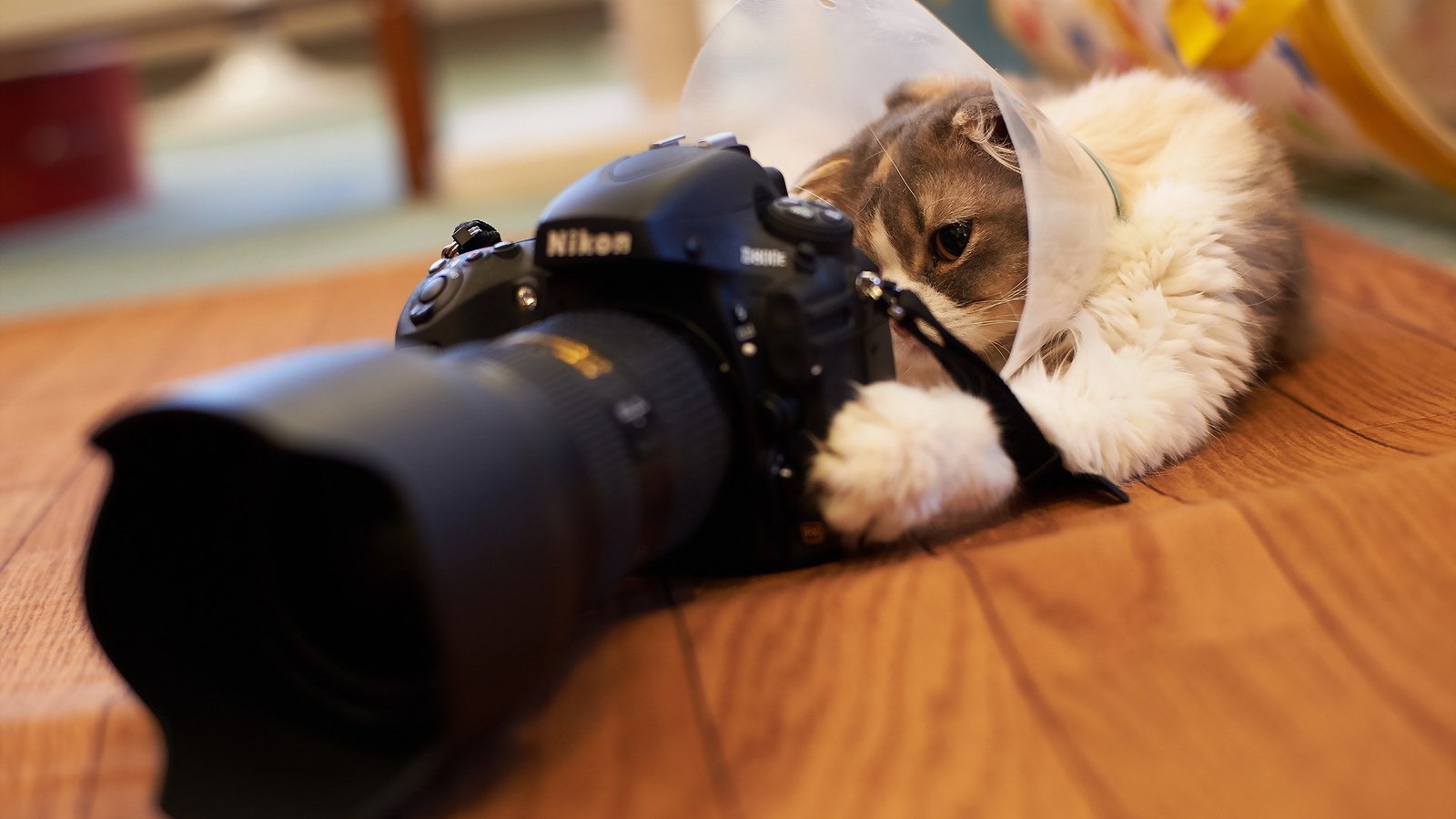 Обои кот, никон, аппарат, cat, nikon, camera разрешение 1920x1200 Загрузить