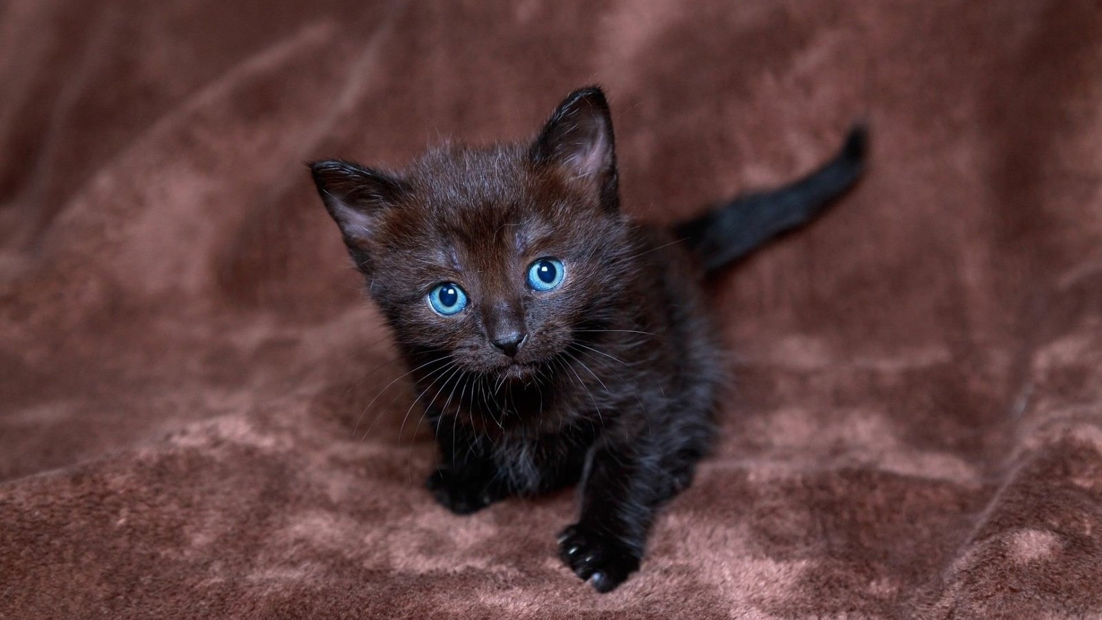 Обои котенок, черный, малыш, грустит, голубоглазый, kitty, black, baby, sad, blue-eyed разрешение 1920x1200 Загрузить
