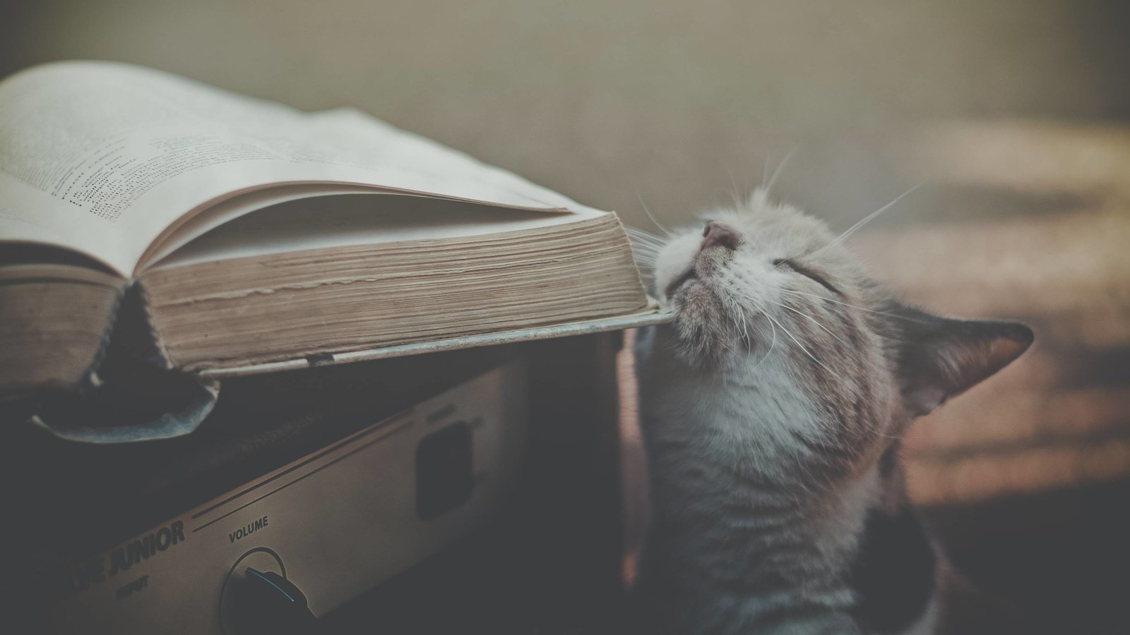 Обои кот, ласкается, об, книжку, cat, fondled, about, book разрешение 3000x1992 Загрузить