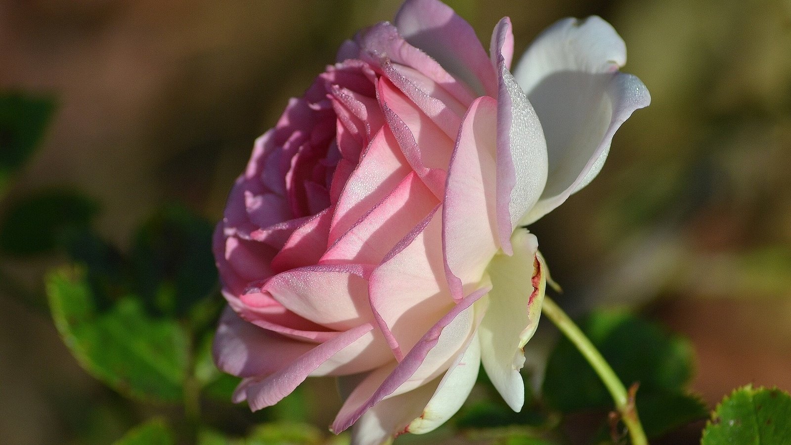 Обои макро, роза, лепестки, macro, rose, petals разрешение 1920x1200 Загрузить
