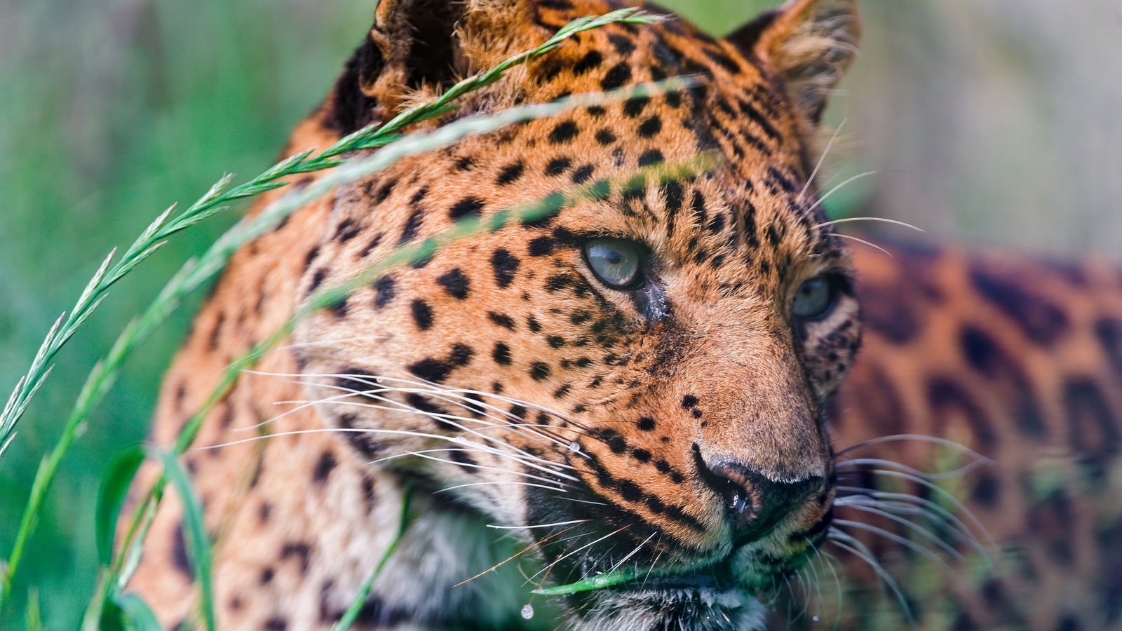 Обои морда, трава, природа, леопард, хищник, face, grass, nature, leopard, predator разрешение 3200x2129 Загрузить